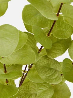 Faux Eucalyptus à Tige Unique